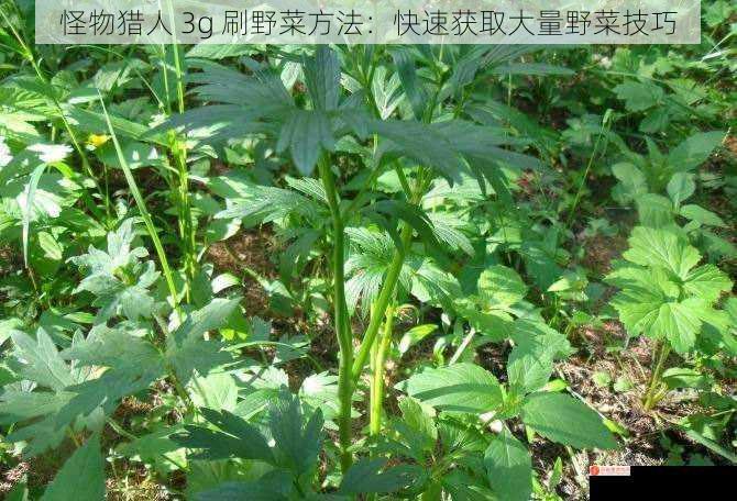 怪物猎人 3g 刷野菜方法：快速获取大量野菜技巧