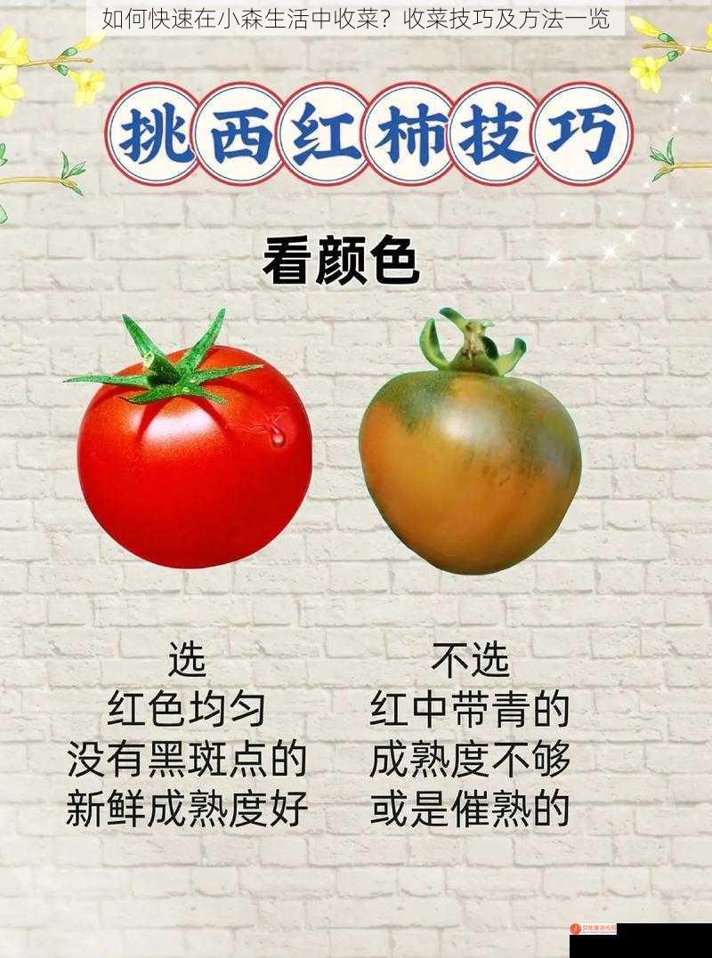 如何快速在小森生活中收菜？收菜技巧及方法一览