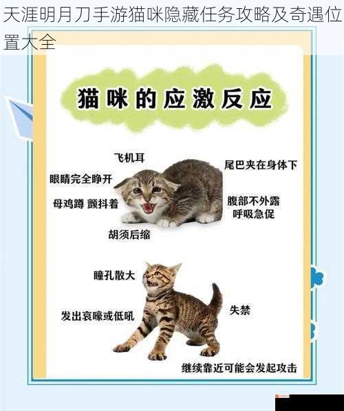 猫咪任务触发地点