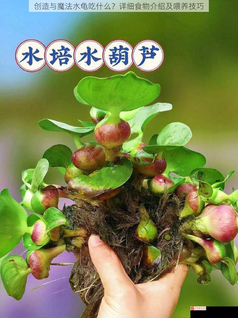 创造与魔法水龟吃什么？详细食物介绍及喂养技巧