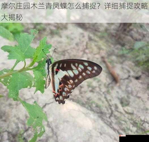 了解木兰青凤蝶的习性