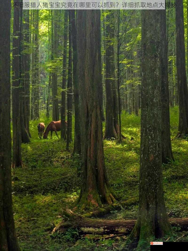 怀旧服猎人猪宝宝究竟在哪里可以抓到？详细抓取地点大揭秘