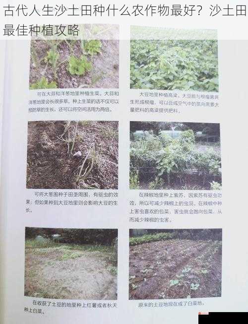 古代人生沙土田种什么农作物最好？沙土田最佳种植攻略