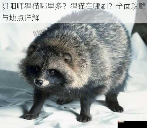 阴阳师狸猫哪里多？狸猫在哪刷？全面攻略与地点详解